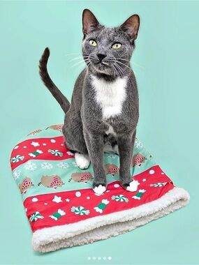 ✨NWT✨ Pusheen Winter 2023 Cat Kit Hideaway Bed Red & Green